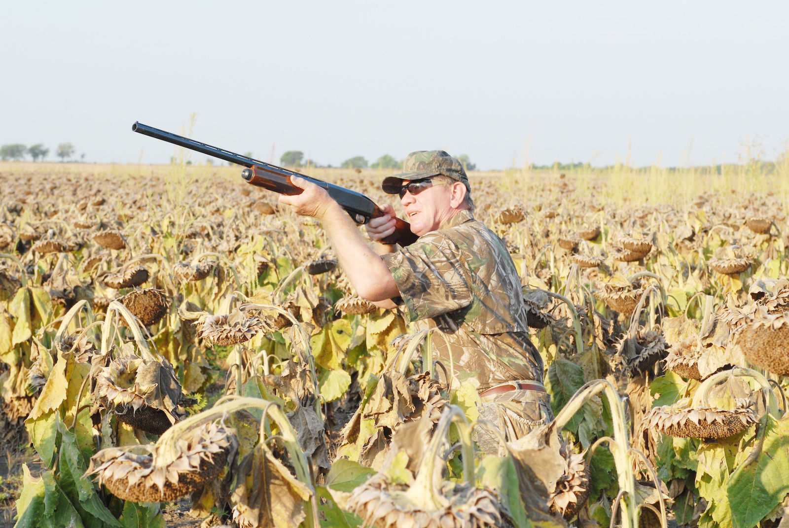 Dove hunter